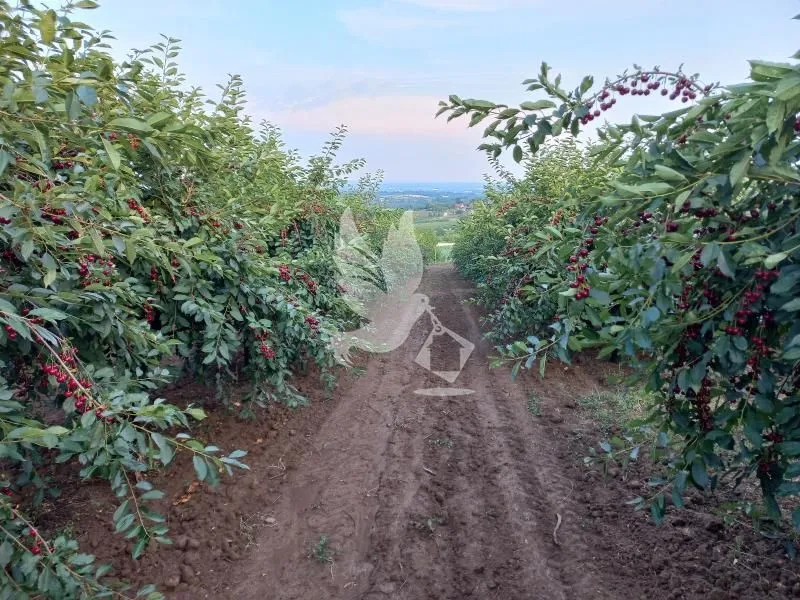 Prodaja, plac, 13700m², Koraćica, Mladenovac