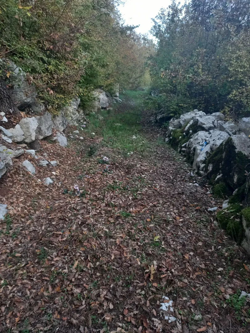 Zarasli zemljani put oivičen kamenim međama i bujnim rastinjem.