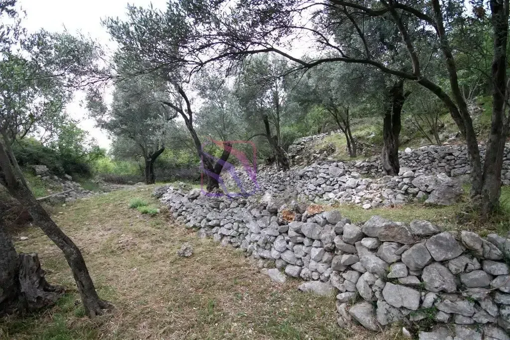 Maslinjak sa tradicionalnim kamenim podzidama i stablima maslina.