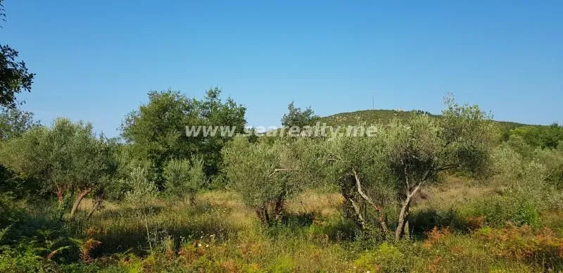 Prodaja, plac, 5600m², Krimovica, Kotor