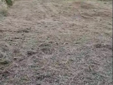 Prodaja, plac, 454m², Karagača, Petrovaradin - image 4