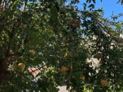 Sale, house, 23m², Dobrota, Kotor - image 5