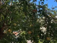 Prodaja, kuća, 23m², Dobrota, Kotor - image 5