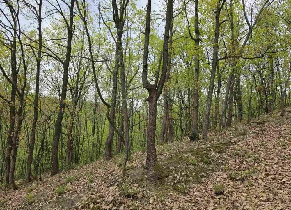 Sale, land lot, 12800m², Bukovik, Arandjelovac