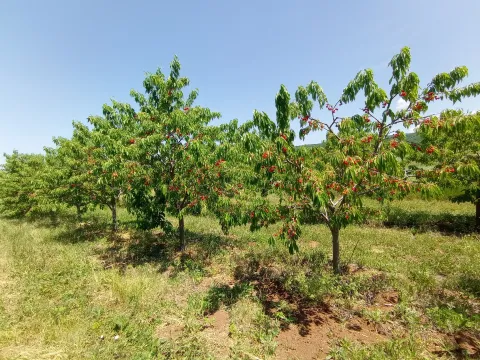 Prodaja, plac, 12964m², Pirot, Srbija - image 4