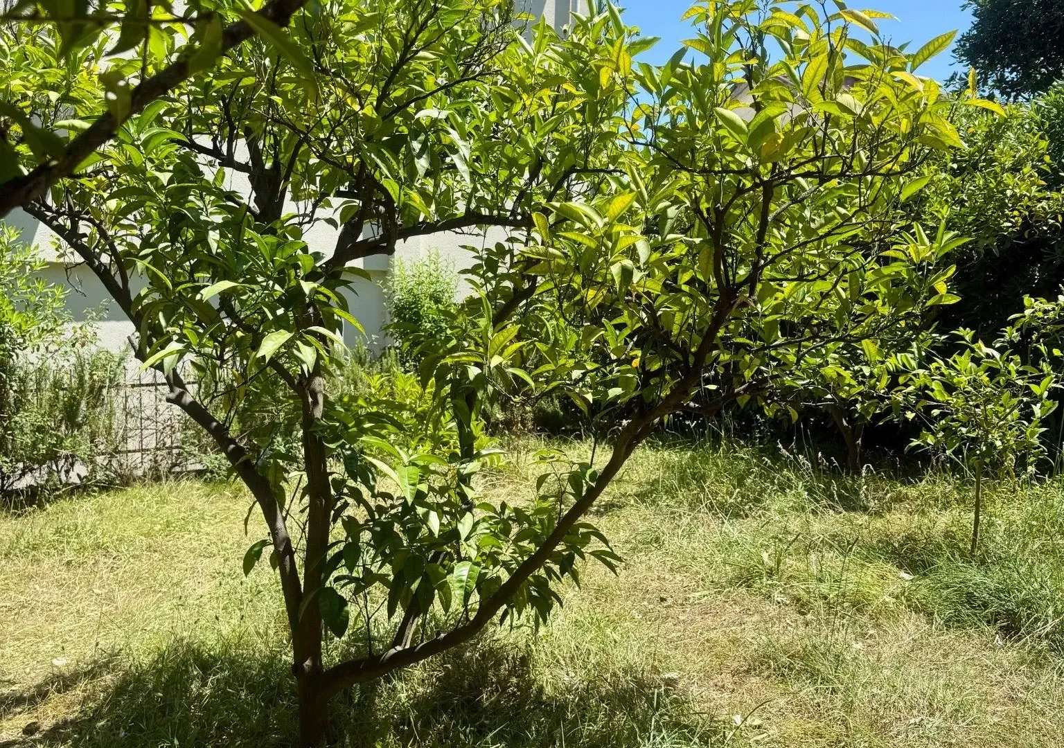 Sale, house, 166m², Babin Do, Budva