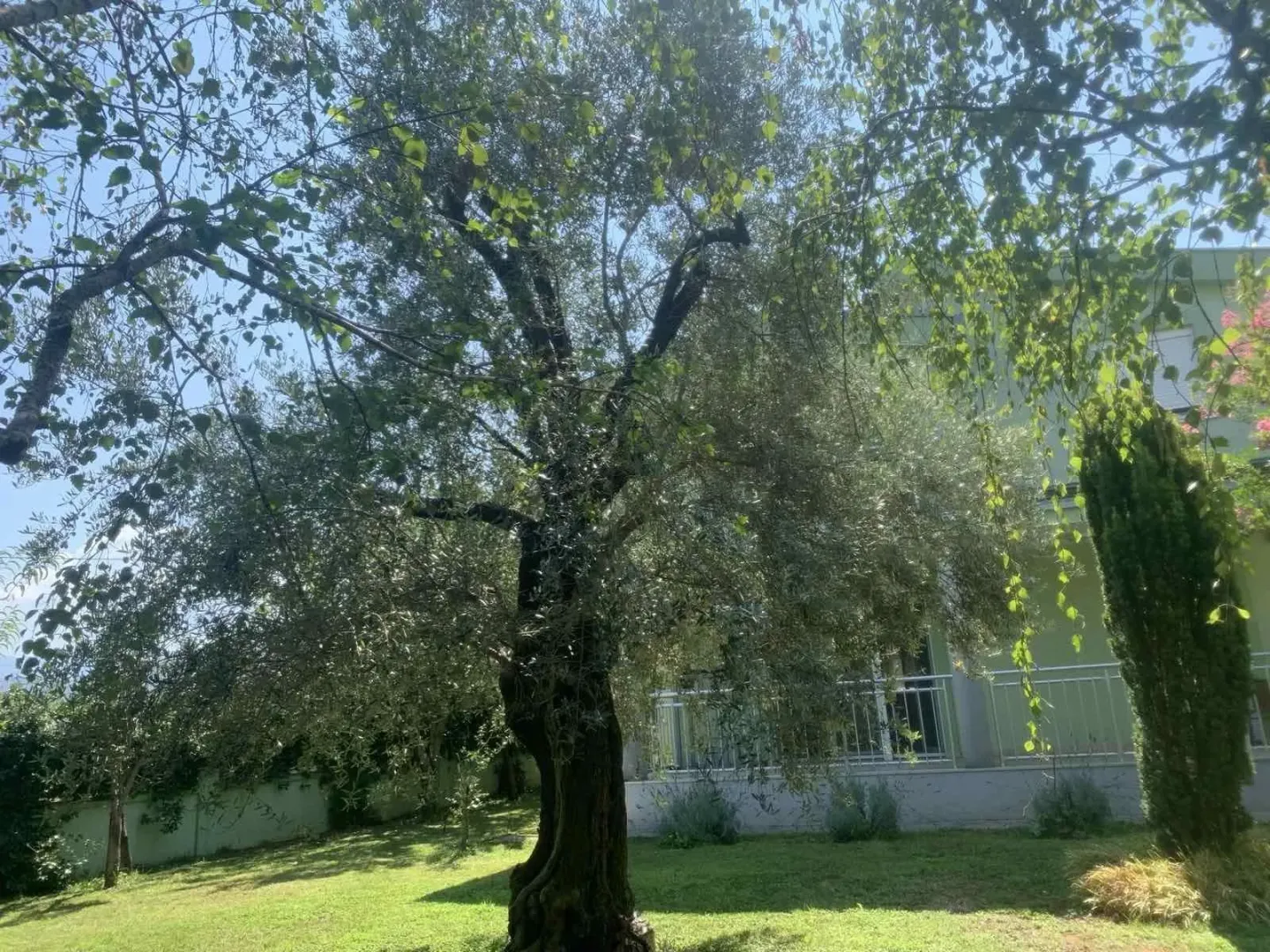 Green yard with a large tree and lawn in front of the house.