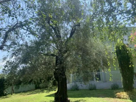 Green yard with a large tree and lawn in front of the house. - image 4
