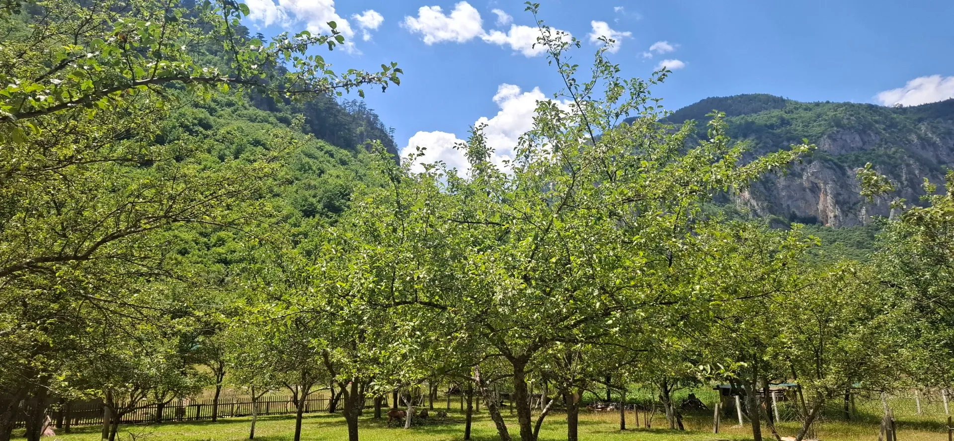 Prodaja, plac, 4000m², Dobrilovina, Mojkovac