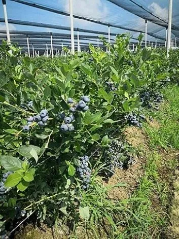 Prodaja, plac, 120000m², Centar, Šabac