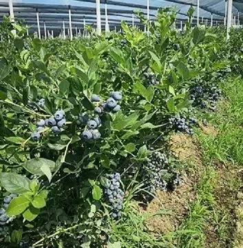 Prodaja, plac, 120000m², Centar, Šabac - image 1