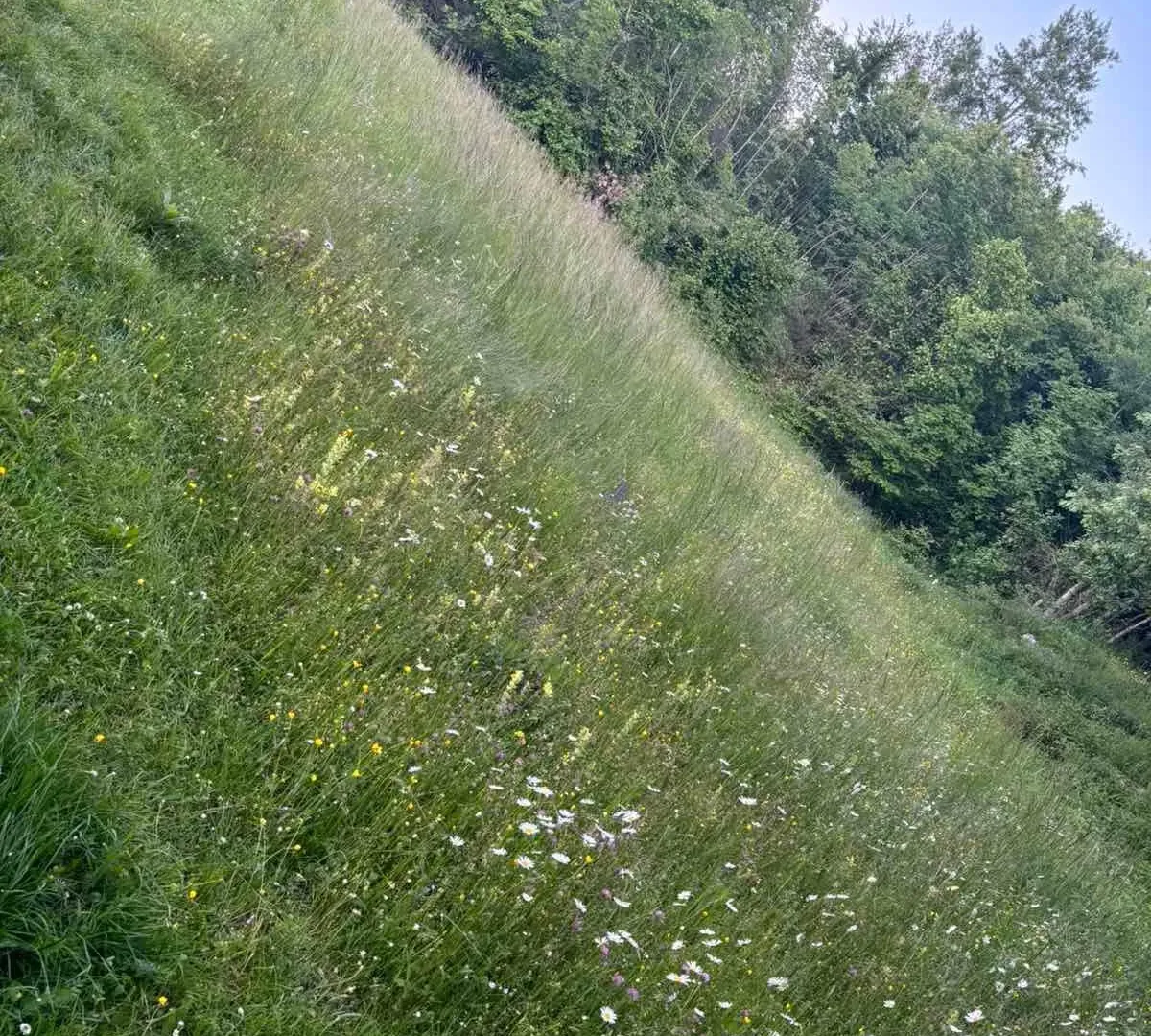 Prodaja, plac, 3516m², Cetinje, Crna Gora