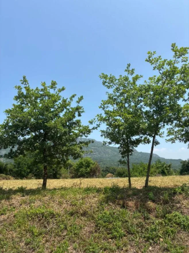 Prodaja, plac, 2400m², Pričelje, Podgorica