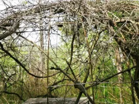 Prodaja, kuća, 200m², Borča Sve Podlokacije, Beograd - image 7