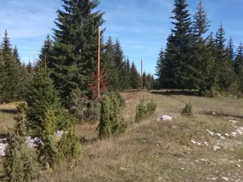 Prodaja, plac, 17803m², Žabljak, Crna Gora - image 7