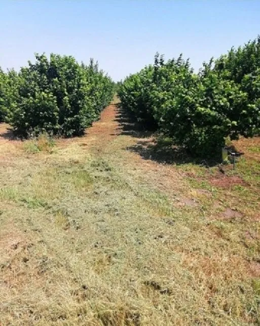 Prodaja, plac, 47000m², Bački Vinogradi, Subotica