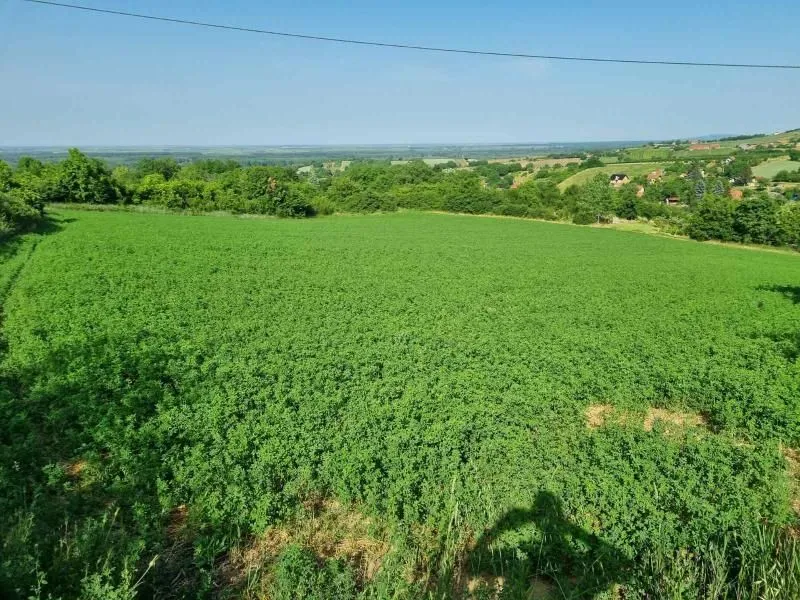 Prodaja, plac, 8400m², Sremski Karlovci, Novi Sad