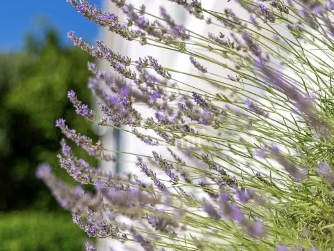 Sale, house, 423m², Lepetani, Tivat - image 46