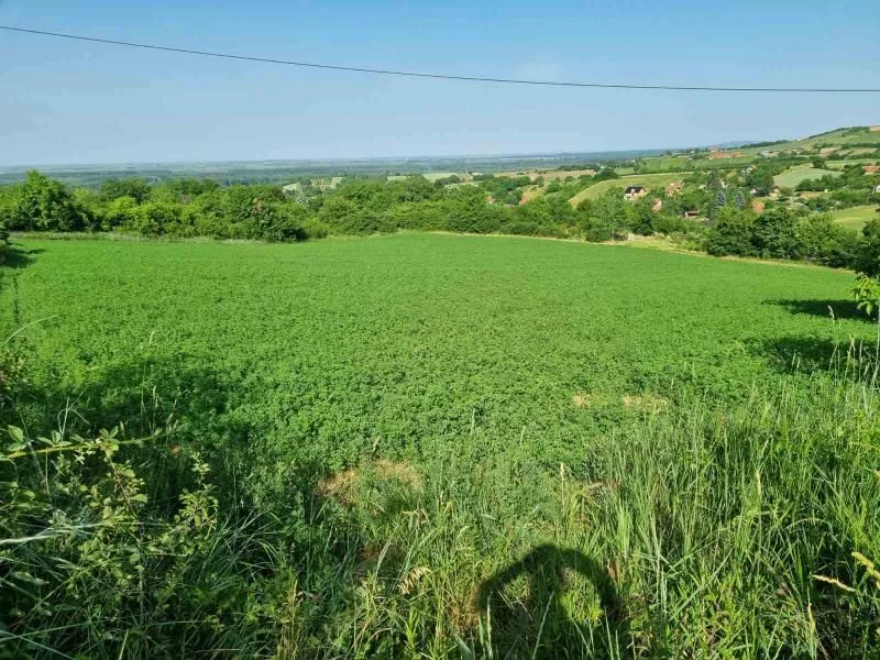 Prodaja, plac, 8400m², Sremski Karlovci, Novi Sad