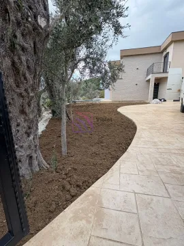 View of the courtyard and driveway with planted olive trees. - image 8