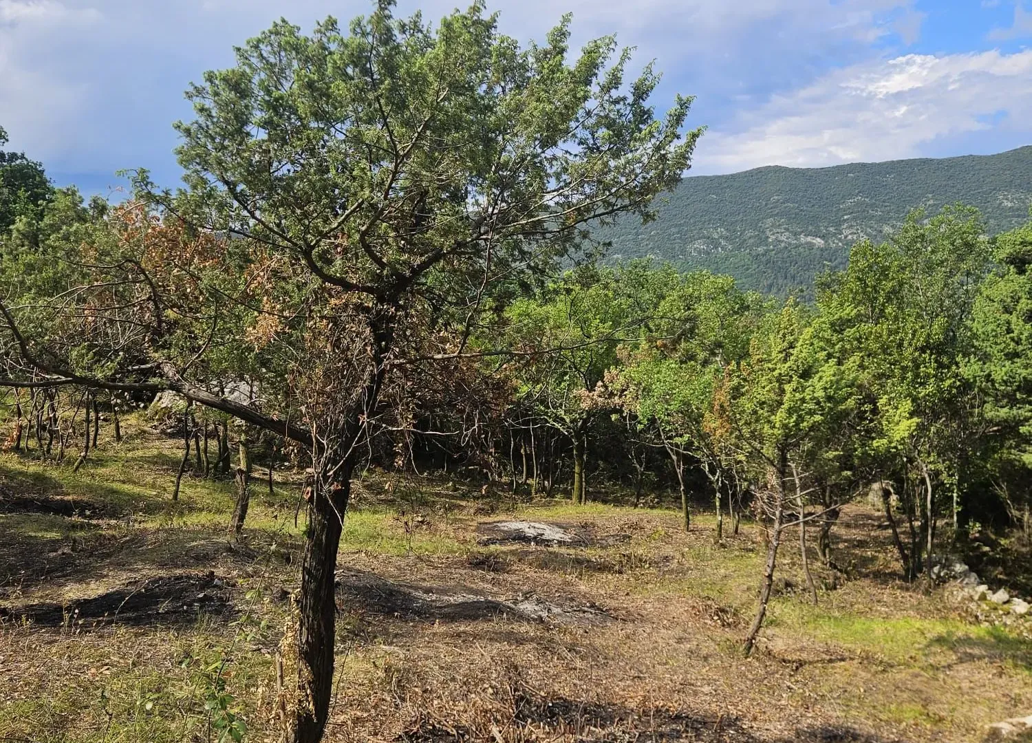 Prodaja, plac, 500m², Mojdež, Herceg Novi