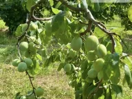 Prodaja, plac, 500m², Skupljen, Vladimirci - image 6