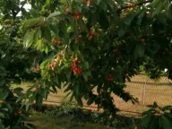 Prodaja, kuća, 154m², Straševina, Nikšić - image 12