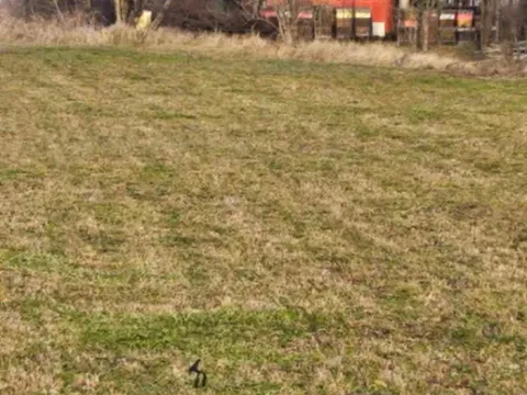 Sale, land lot, 881m², Pavliš, Vršac
