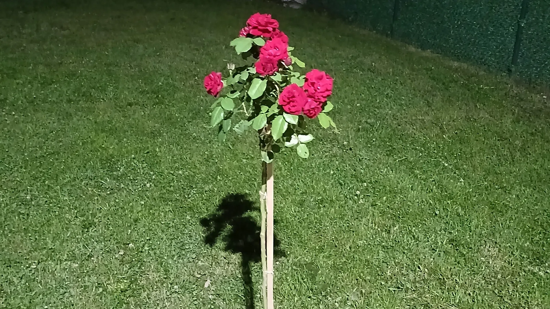 Izdavanje, kuća, 55m², Višnjica, Palilula Sve Podlokacije