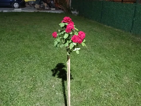 Izdavanje, kuća, 55m², Višnjica, Palilula Sve Podlokacije - image 4