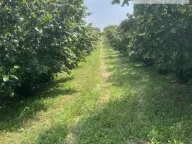 Prodaja, plac, 500m², Skupljen, Vladimirci - image 4