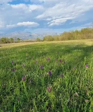 Prodaja, plac, 5554m², Jastreb, Danilovgrad - image 4