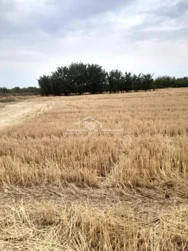 Pogled na prostrano poljoprivredno zemljište sa drvećem u pozadini. - image 2