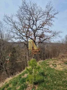Pogled na plac sa drvećem i rastinjem. - image 8