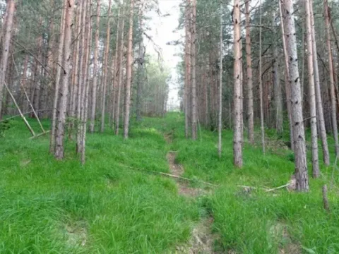 Sale, land lot, 7441m², Zlatibor, Srbija - image 7