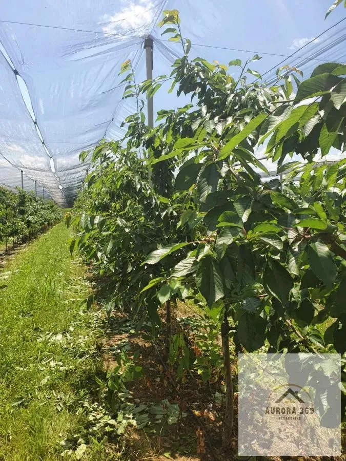 Prodaja, plac, 1030m², Sremska Mitrovica, Srbija