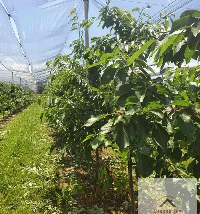 Sale, land lot, 1030m², Sremska Mitrovica, Srbija