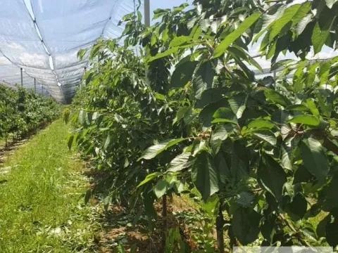 Sale, land lot, 1030m², Sremska Mitrovica, Srbija