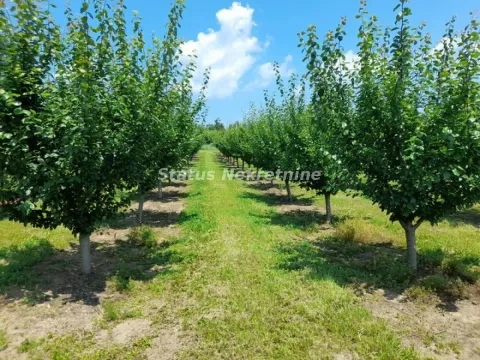 Prodaja, plac, 3000m², Banja Vrdnik, Irig - image 3