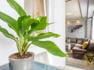 Rent, two bedroom apartment, 60m², Novi Beograd Blok 22, Novi Beograd Sve Podlokacije - image 6