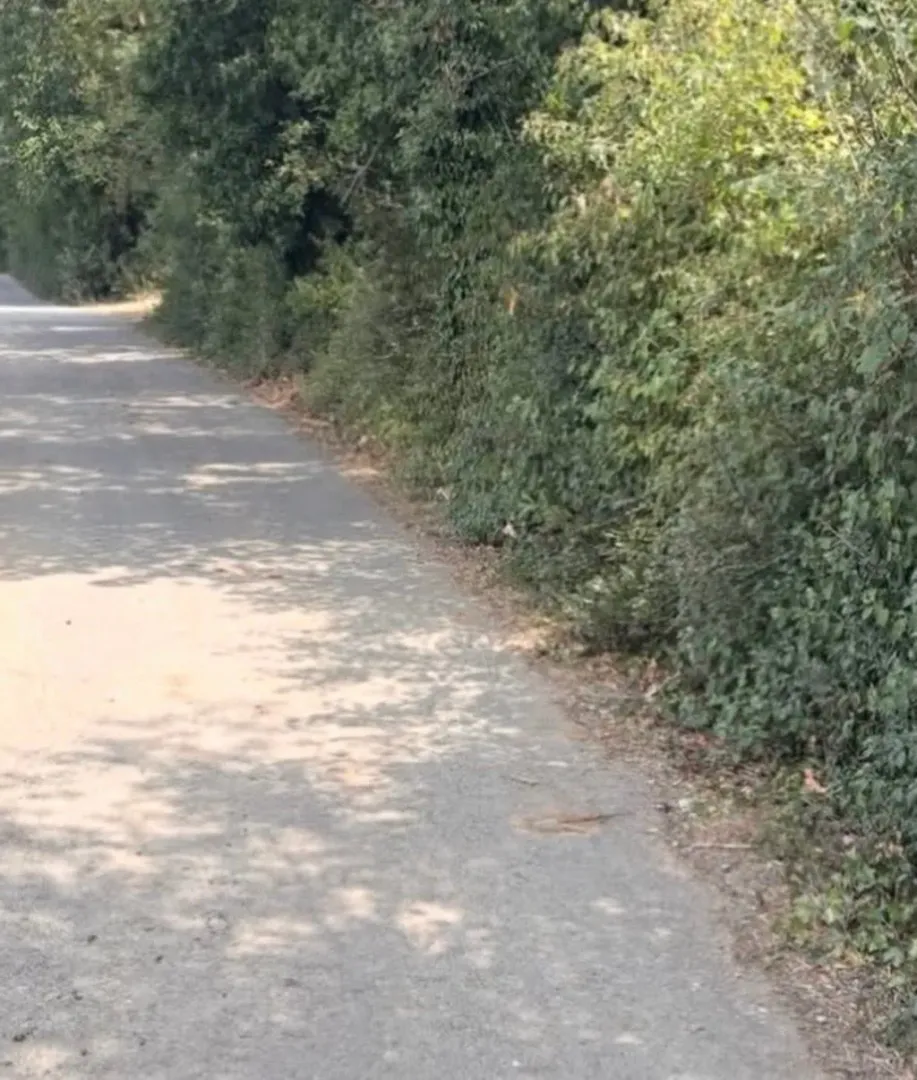 Uski asfaltni put okružen rastinjem i drvećem.