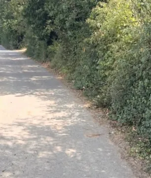 Uski asfaltni put okružen rastinjem i drvećem. - image 3