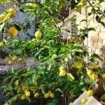 Sale, house, 80m², Bar, Crna Gora - image 17