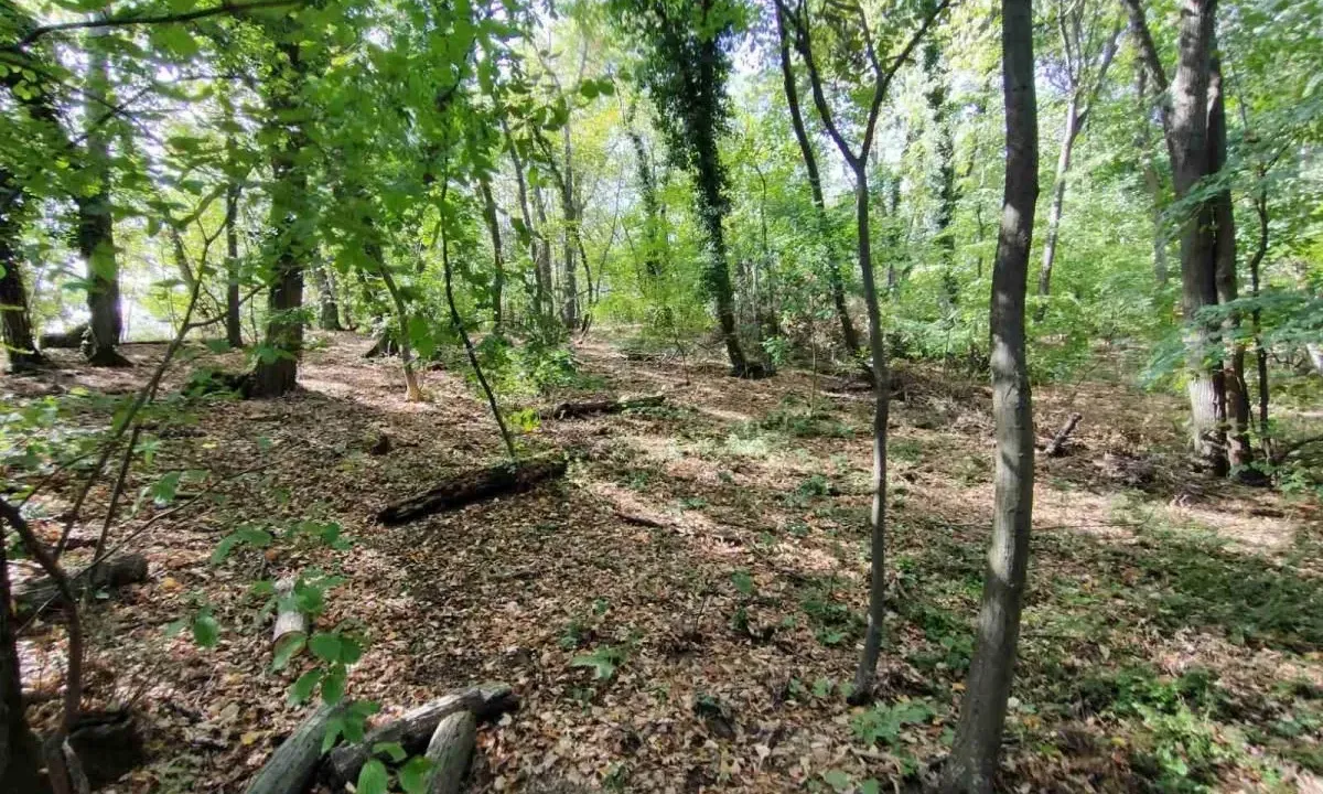 Sale, land lot, 1100m², Irig, Srbija