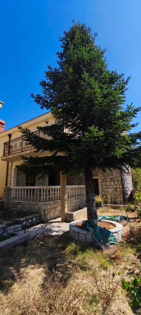 Exterior of the house with a yard and a large conifer tree in the foreground.