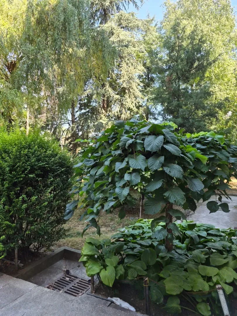 Izdavanje, dvosoban stan, 55m², Bežanijska Kosa 3, Bežanijska Kosa Sve Podlokacije