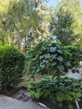Izdavanje, dvosoban stan, 55m², Bežanijska Kosa 3, Bežanijska Kosa Sve Podlokacije - image 16