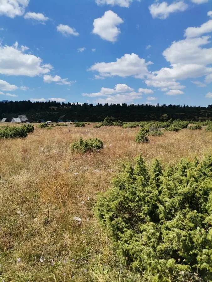 Pogled na prostrano zemljište sa niskim rastinjem i šumom u pozadini.