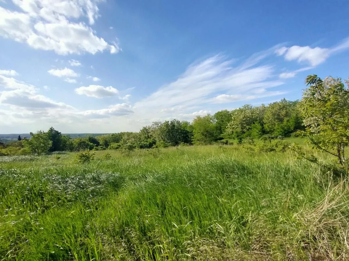 Prodaja, plac, 5000m², Ledinci, Petrovaradin