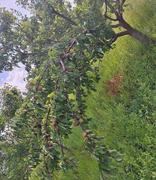Prodaja, plac, 11894m², Banja Vrdnik, Irig
